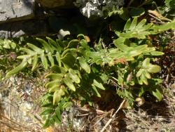 Pellaea calidirupium. Mature plants growing from under a boulder.
 Image: L.R. Perrie © Leon Perrie CC BY-NC 3.0 NZ